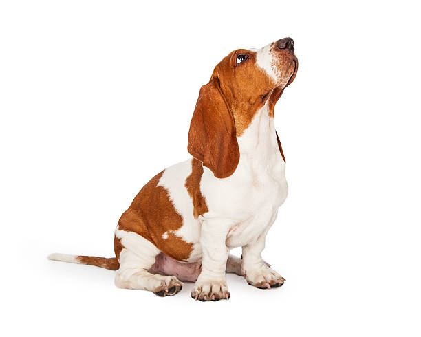 istock Basset Hound Puppy Looking Up While Sitting 482893726
