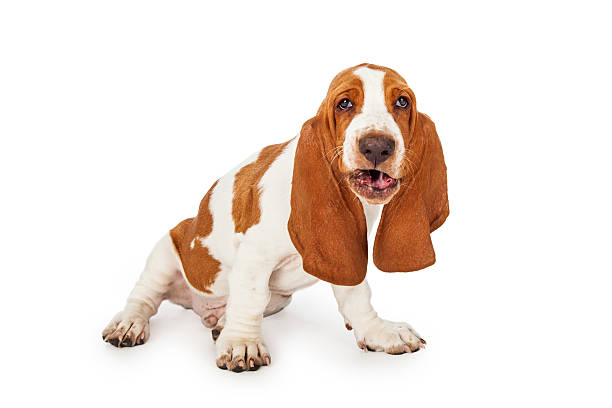 istock Basset Hound Dog With Funny Expression 482893730