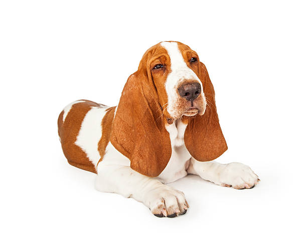 istock Angry Basset Hound Dog With Squinting Eyes 482893740