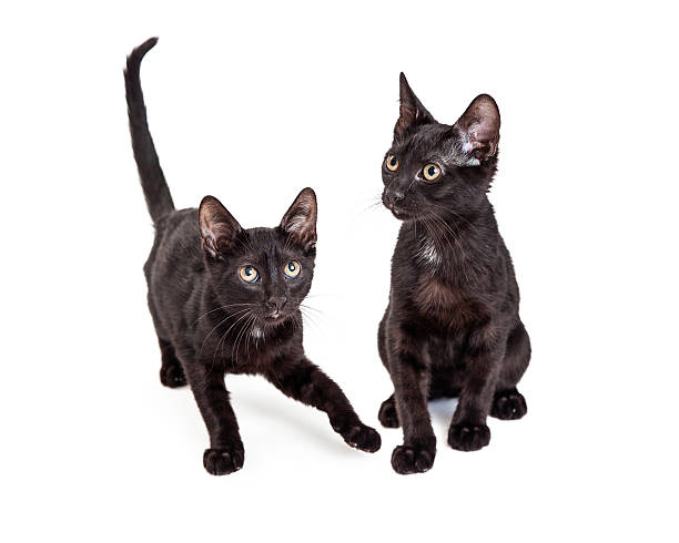 istock Two Cute Little Black Kittens 482893760