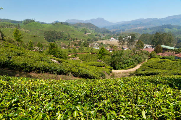 istock View of tea plantation valley in Munnar 482894048