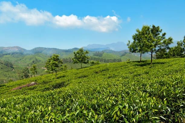 istock View of tea plantation valley in Munnar 482894056