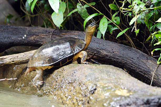 rivière black tortue - turtle photos et images de collection