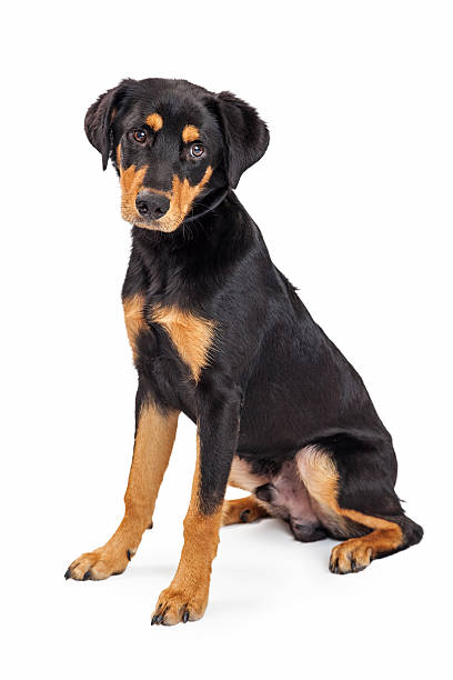 istock Rottweiler Mixed Breed Eight Month Old Puppy Sitting 482895770