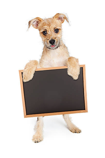 istock Cute Terrier Puppy Holding Blank Chalk Board 482895792