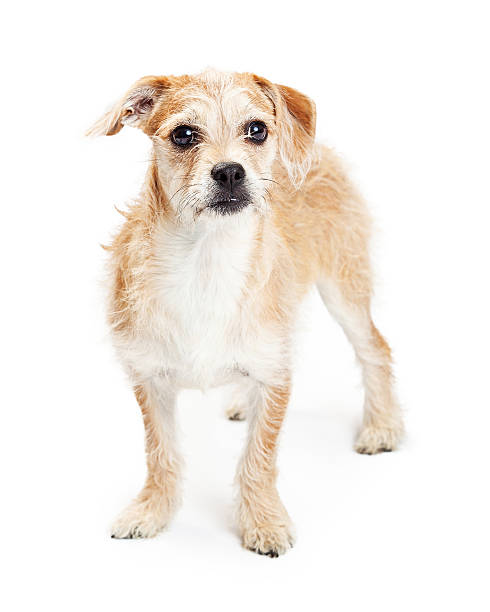 istock Cute Terrier Mixed Breed Puppy Standing 482895794