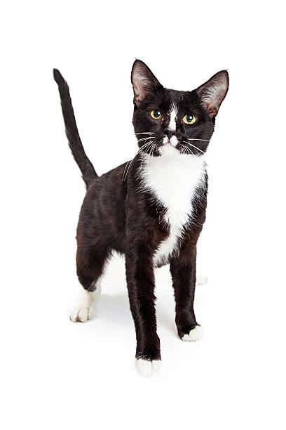 istock Attentive Black and White Young Cat 482896070
