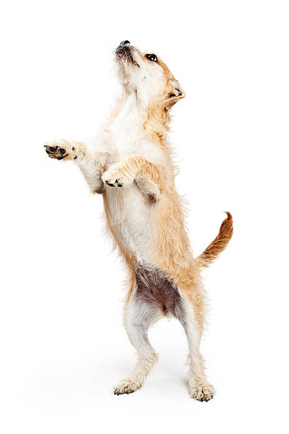 istock Terrier Puppy Standing and Begging 482896114