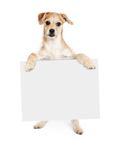 istock Terrier Dog Standing Holding Blank Sign 482896120
