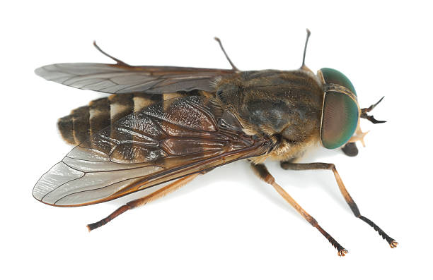 Tabanus horsefly, 접사를 포토서제스트