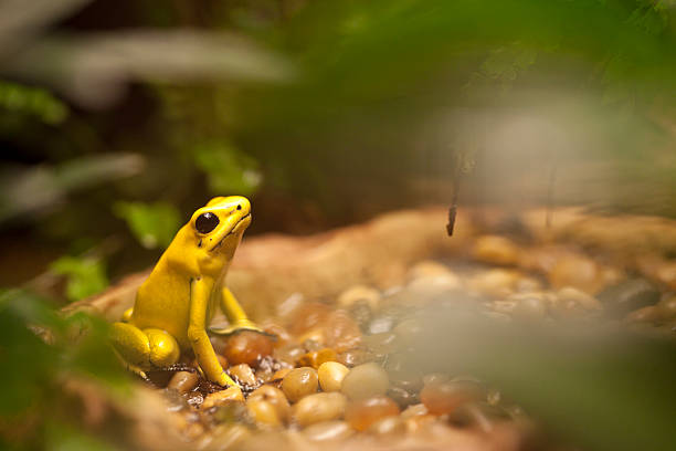Golden Poison Frog - Phyllobates terribilis.