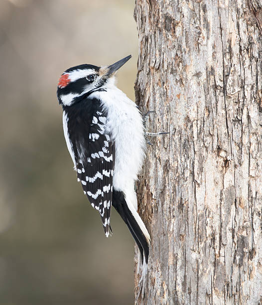 istock Male Hairy Woodpecker in Winter 482900665