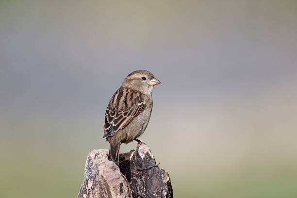 istock House sparrow, Passer domesticus 482900671