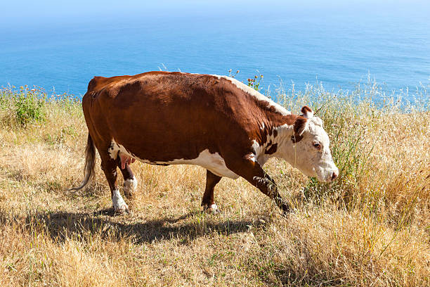 istock cow grazing at the meadow on the cliffs 482900987