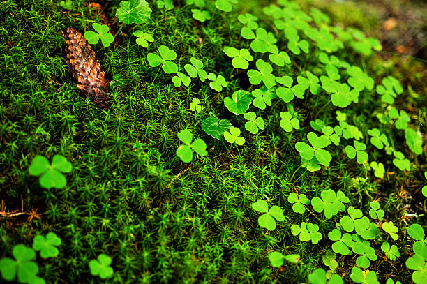 istock Close-up of moss sphagnum and clovers 482901112