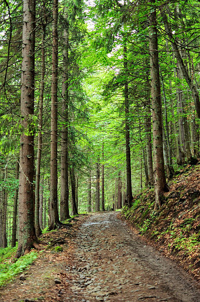 istock view inside of the forest on the fir trees 482901184