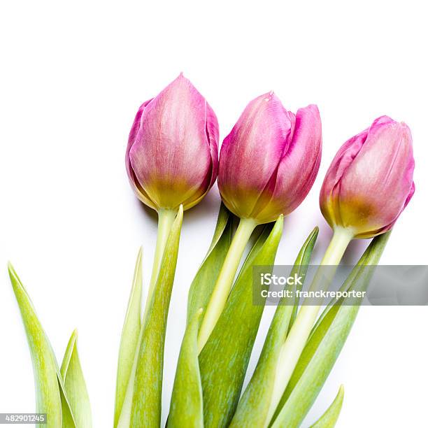 Fioletowy Wiosenne Tulipan Na Białym Tle - zdjęcia stockowe i więcej obrazów Bez ludzi - Bez ludzi, Białe tło, Bukiet