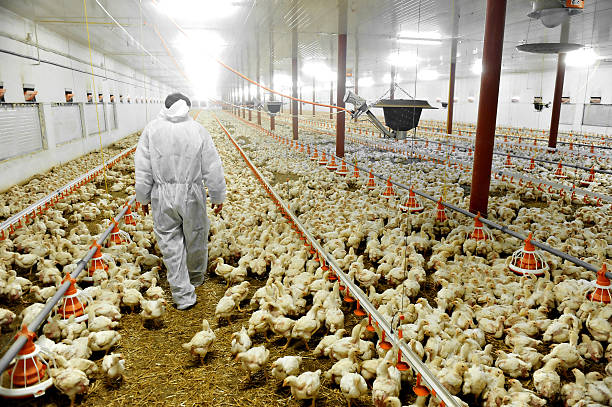 Poultry Farm And A Veterinary A farmer veterinary walks inside a poultry farm animal pen stock pictures, royalty-free photos & images