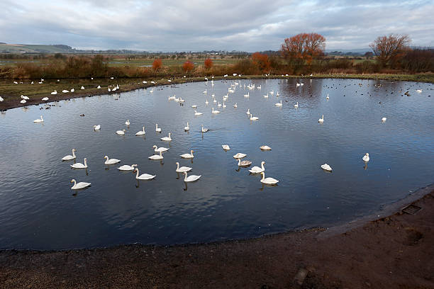 caerlaverock からは、ピーター・スコット非表示 - caerlaverock ストックフォトと画像