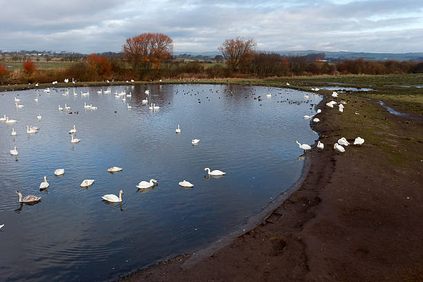 caerlaverock からは、ピーター・スコット非表示 - caerlaverock ストックフォトと画像