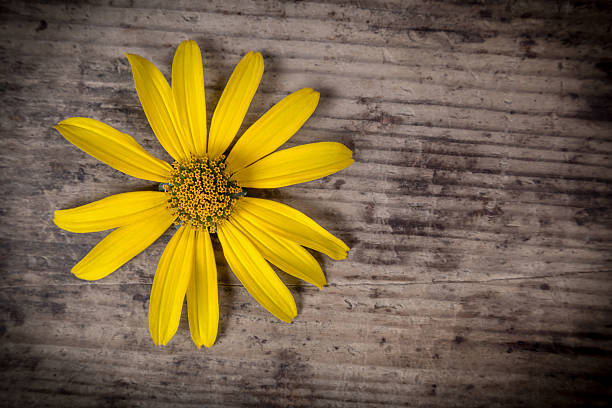 Closeup of yellow flower on wooden background with empty space