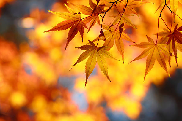 istock beautiful maple leaves  in Japan 482901769