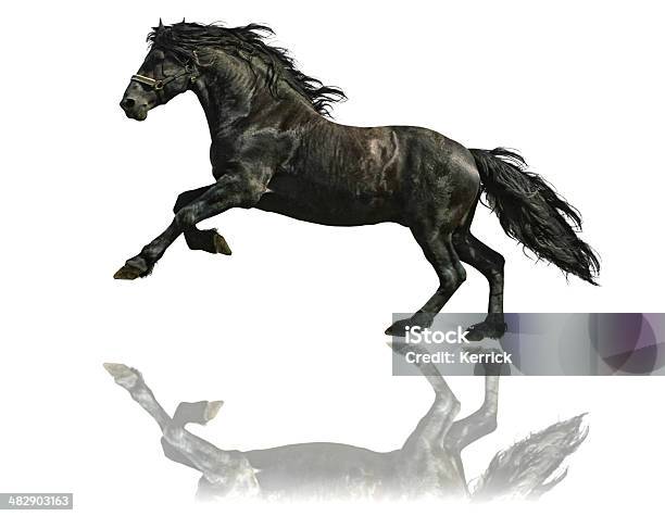Friesische Pferd Hengstisoliert Auf Weiss Stockfoto und mehr Bilder von Pferd - Pferd, Schwarz - Farbe, Weißer Hintergrund