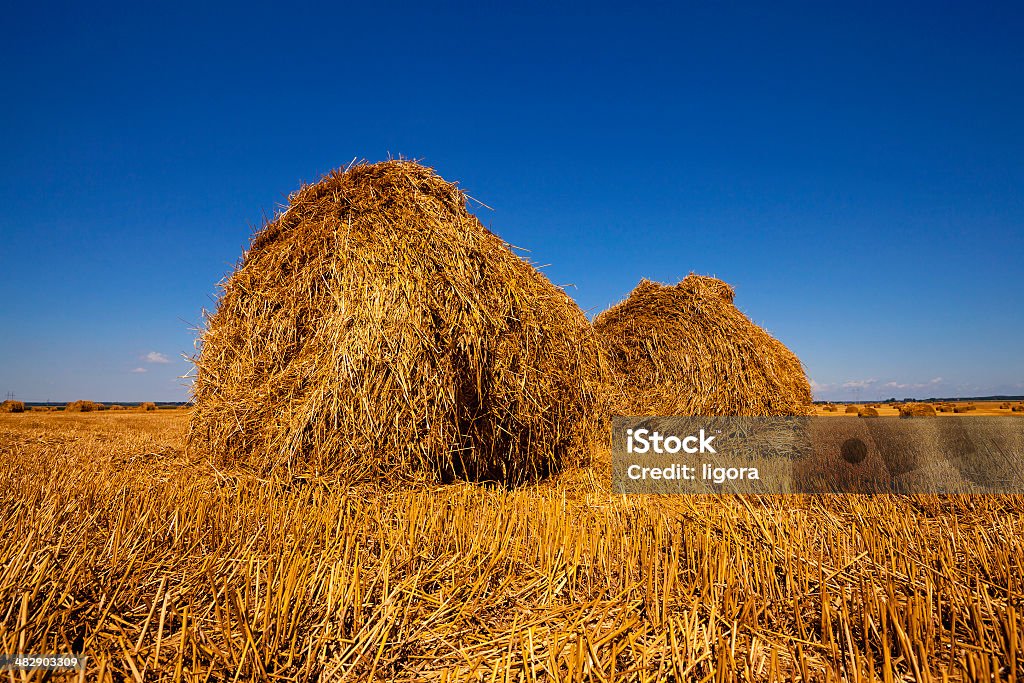 L'agriculture - Photo de Agriculture libre de droits