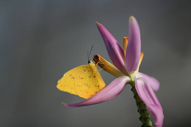 Orange-barred Sulphur Butterfly (Phoebis Philea) stock photo