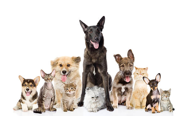 Group of cats and dogs in front Group of cats and dogs in front. looking at camera. isolated on white background large group of animals photos stock pictures, royalty-free photos & images