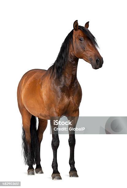 Mixed Breed Of Spanish And Arabian Horse Stock Photo - Download Image Now - Horse, Cut Out, White Background