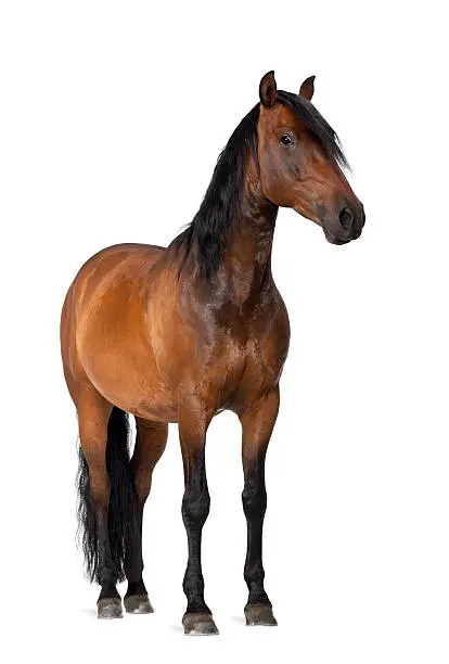 Mixed breed of Spanish and Arabian horse, 8 years old, portrait standing against white background