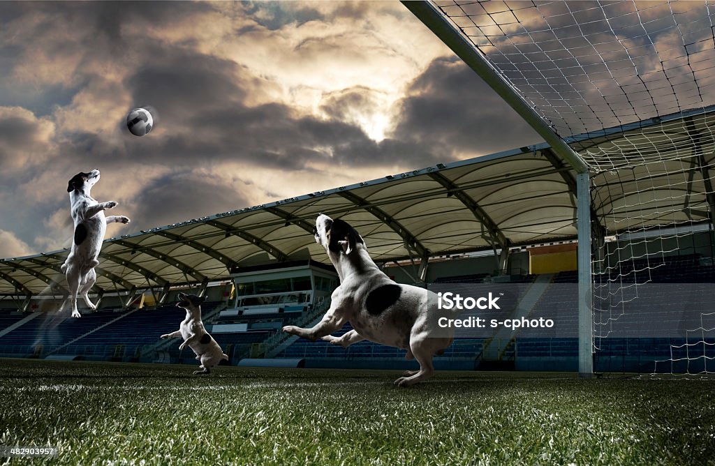 犬がフットボール(詳細）をクリックします。 - サッカーのロイヤリティフリーストックフォト