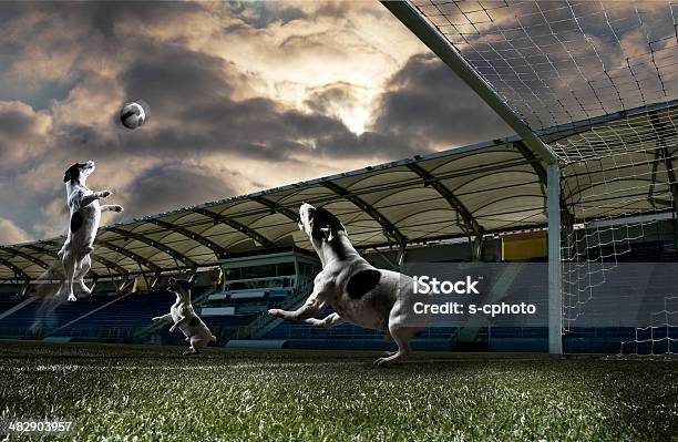 Foto de Cães Jogando Futebol e mais fotos de stock de Futebol