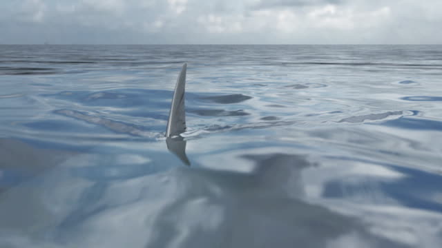 Shark swimming seen from surface