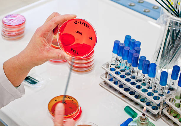 Medical research using Petri dish stock photo