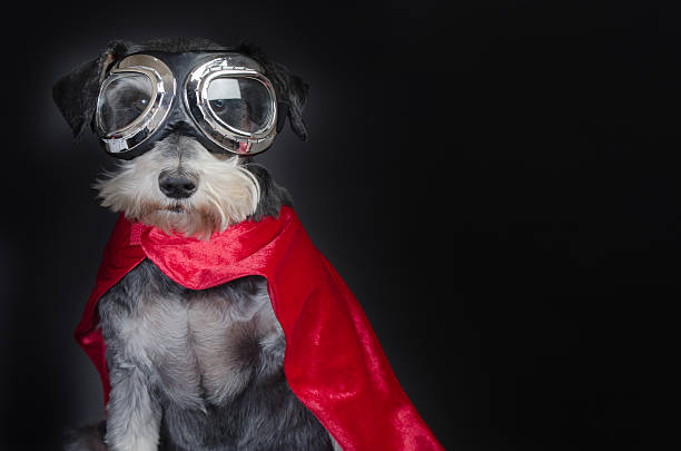 Super Dog Beautiful little dog portrait in superhero costume ski goggles stock pictures, royalty-free photos & images