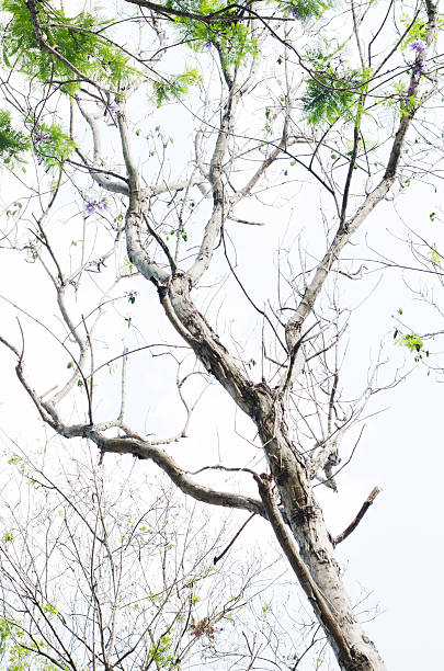 Dry tree in garden for nature background stock photo