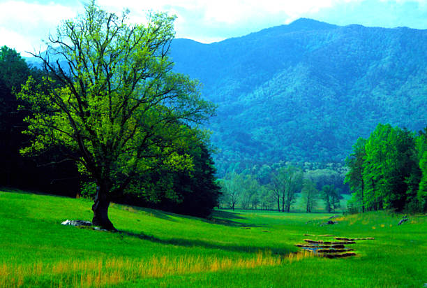 春の cades コーブには、グレートスモーキー山脈 - tennessee east mountain smoke ストックフォトと画像