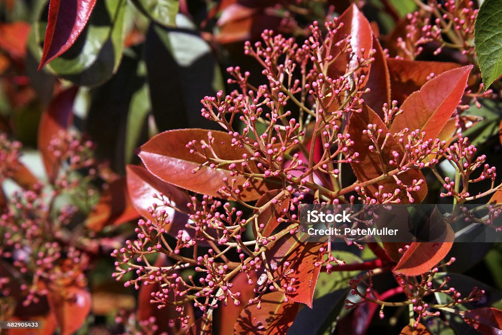 Redtips Redtip plants in early spring. Named for the red color of the new leaves. Photinia Stock Photo