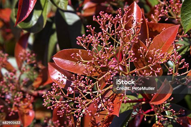 Redtips Stock Photo - Download Image Now - Photinia, Backgrounds, Beauty In Nature