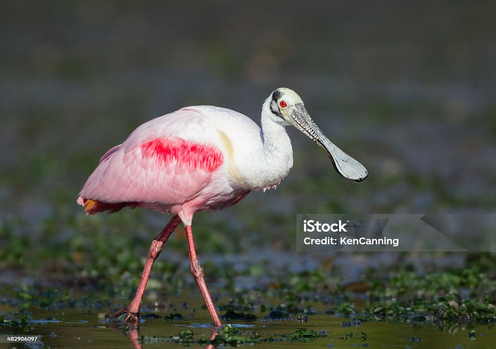 Spatola rosata - Foto stock royalty-free di Acqua