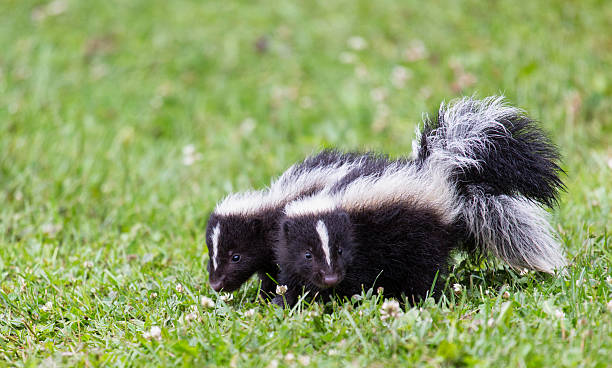 baby skunks - skunk stok fotoğraflar ve resimler