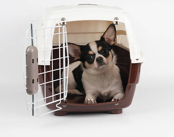 Dog in the pet carrier Chihuahua in the pet carrier with open door transportation cage stock pictures, royalty-free photos & images