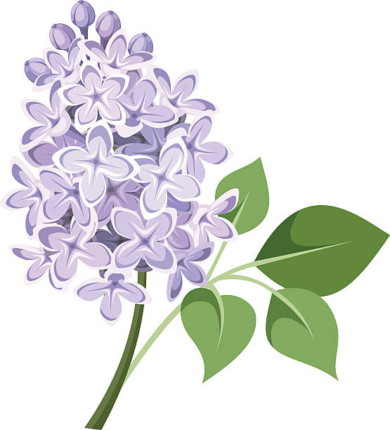 branch of lilac flowers. vector illustration. - leylak stock illustrations