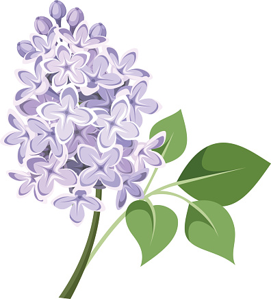 Vector illustration of branch of lilac flowers isolated on a white background.