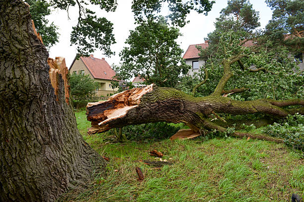 sturmschäden-deutsche oak - baumstamm am boden stock-fotos und bilder