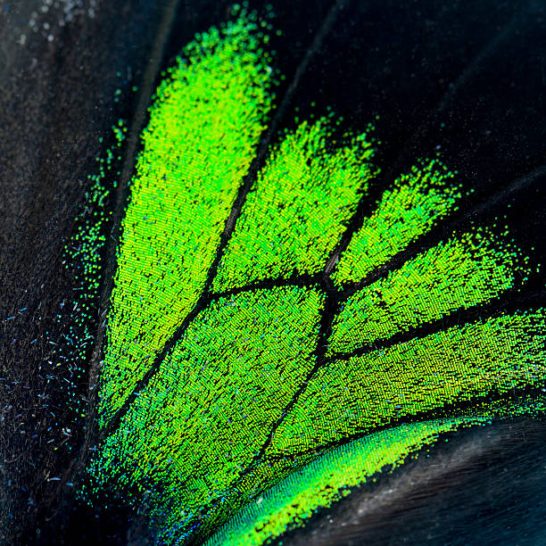 istock green and black butterfly wing 482914544