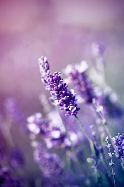 istock Lavender in the field - vintage photo 482917748