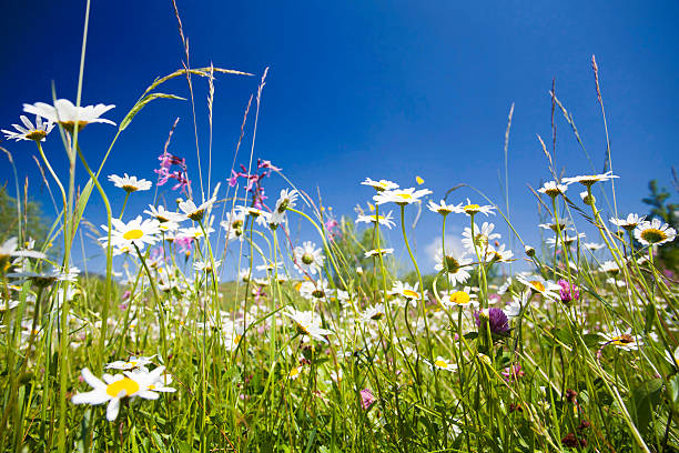istock Beautiful white daisies and blue sky 482918240